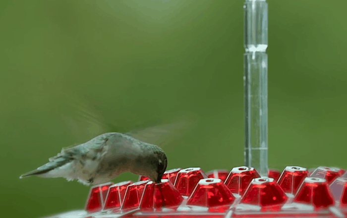 Outdoor Hummingbird Feeder with Raised Ports and Ant Guard, 30 Feeding Stations