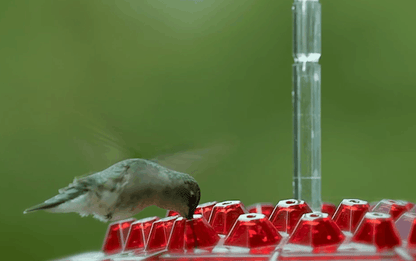 Outdoor Hummingbird Feeder with Raised Ports and Ant Guard, 30 Feeding Stations