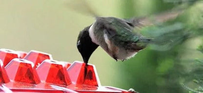 Outdoor Hummingbird Feeder with Raised Ports and Ant Guard, 30 Feeding Stations