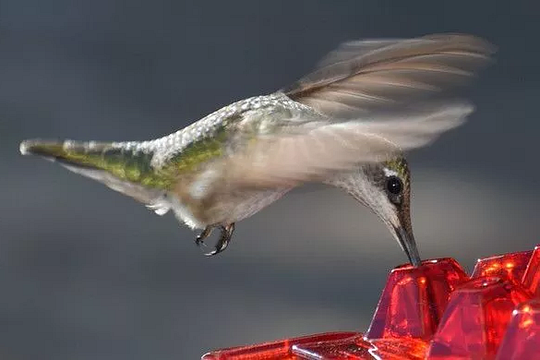 Outdoor Hummingbird Feeder with Raised Ports and Ant Guard, 30 Feeding Stations