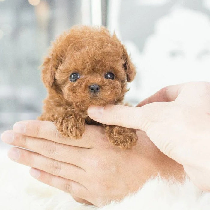 Interactive Robot Puppy with Touch and Sound Activation, Walking Movements