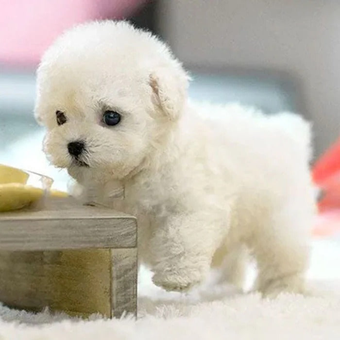 Interactive Robot Puppy with Touch and Sound Activation, Walking Movements