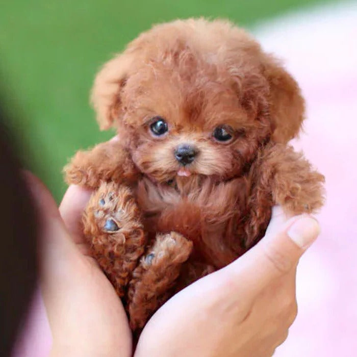 Interactive Robot Puppy with Touch and Sound Activation, Walking Movements